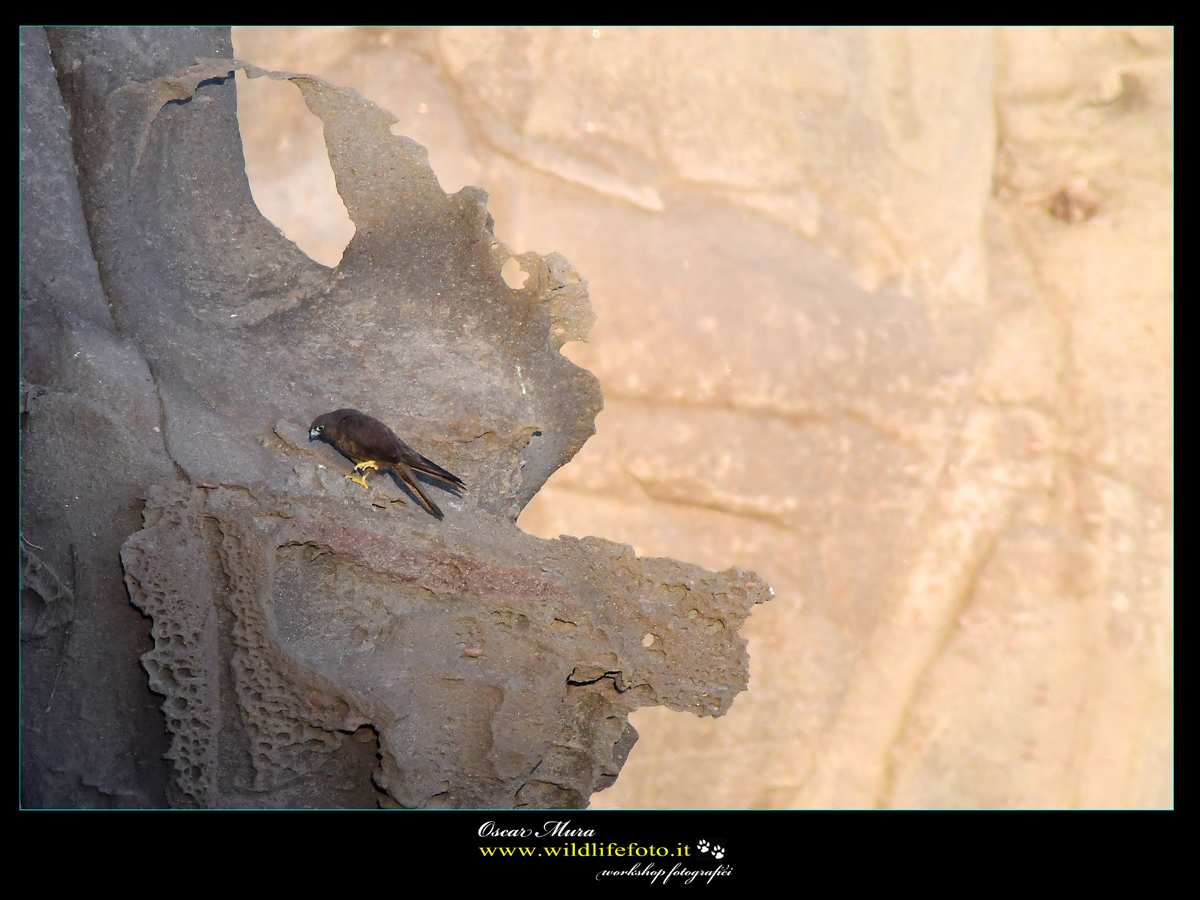 falco-eleonorae falco-della-regina oscar-mura www.wildlifefoto.it 