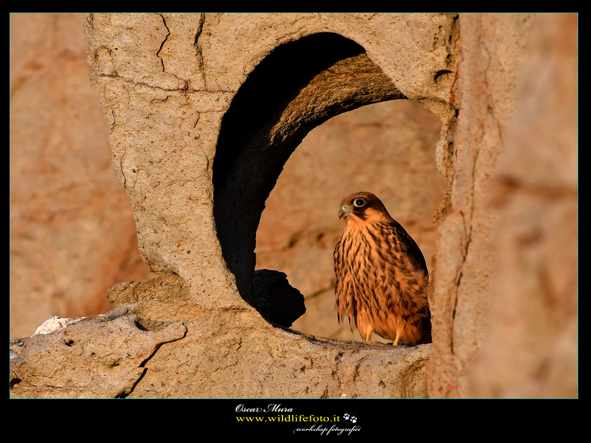  falco-eleonorae falco-della-regina oscar mura www.wildlifefoto.it 