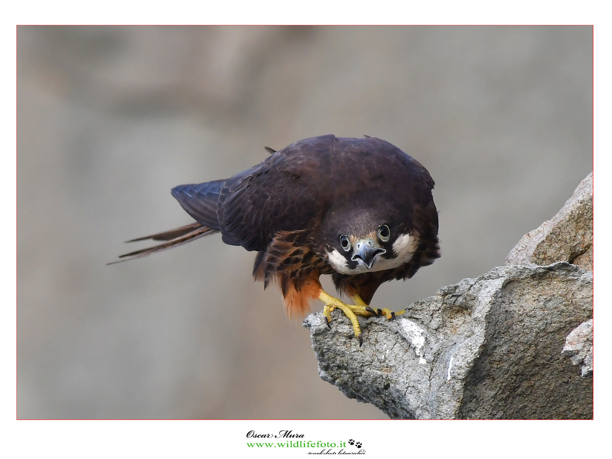 falco-eleonorae falco-della-regina oscar-mura www.wildlifefoto.it 