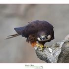 falco-eleonorae falco-della-regina oscar-mura www.wildlifefoto.it 