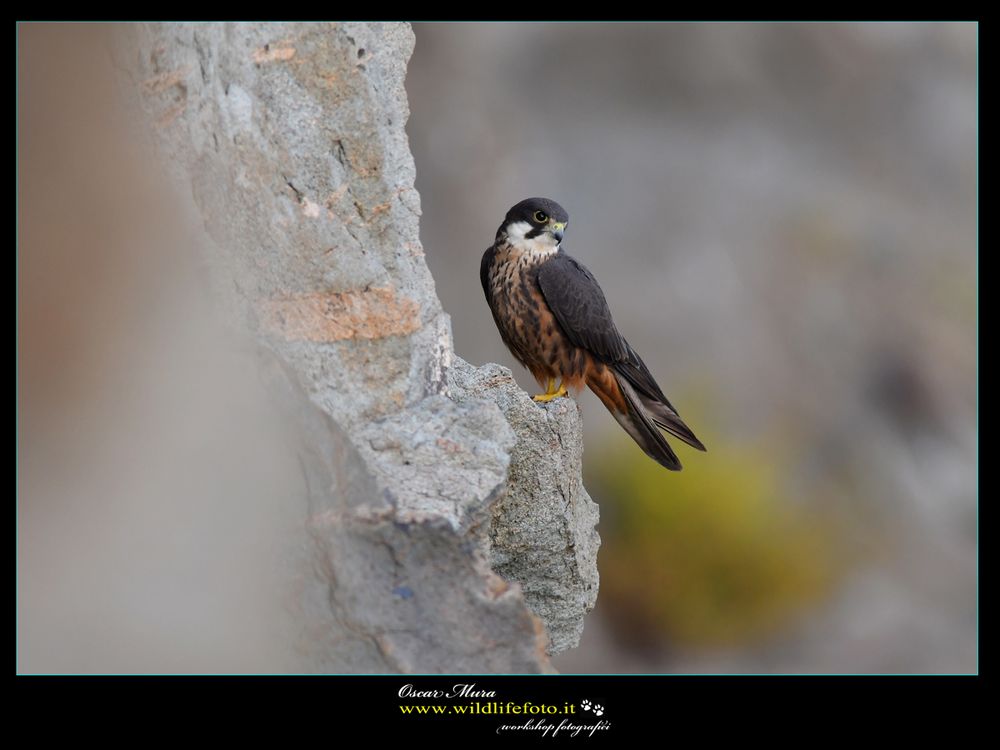 falco-eleonorae falco-della-regina oscar-mura www.wildlifefoto.it 