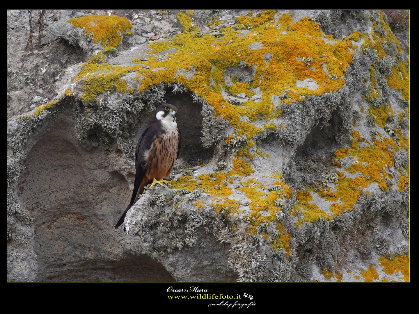 falco-eleonorae falco-della-regina www.wildlifefoto.it oscar mura (15)