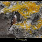 falco-eleonorae falco-della-regina www.wildlifefoto.it oscar mura (15)