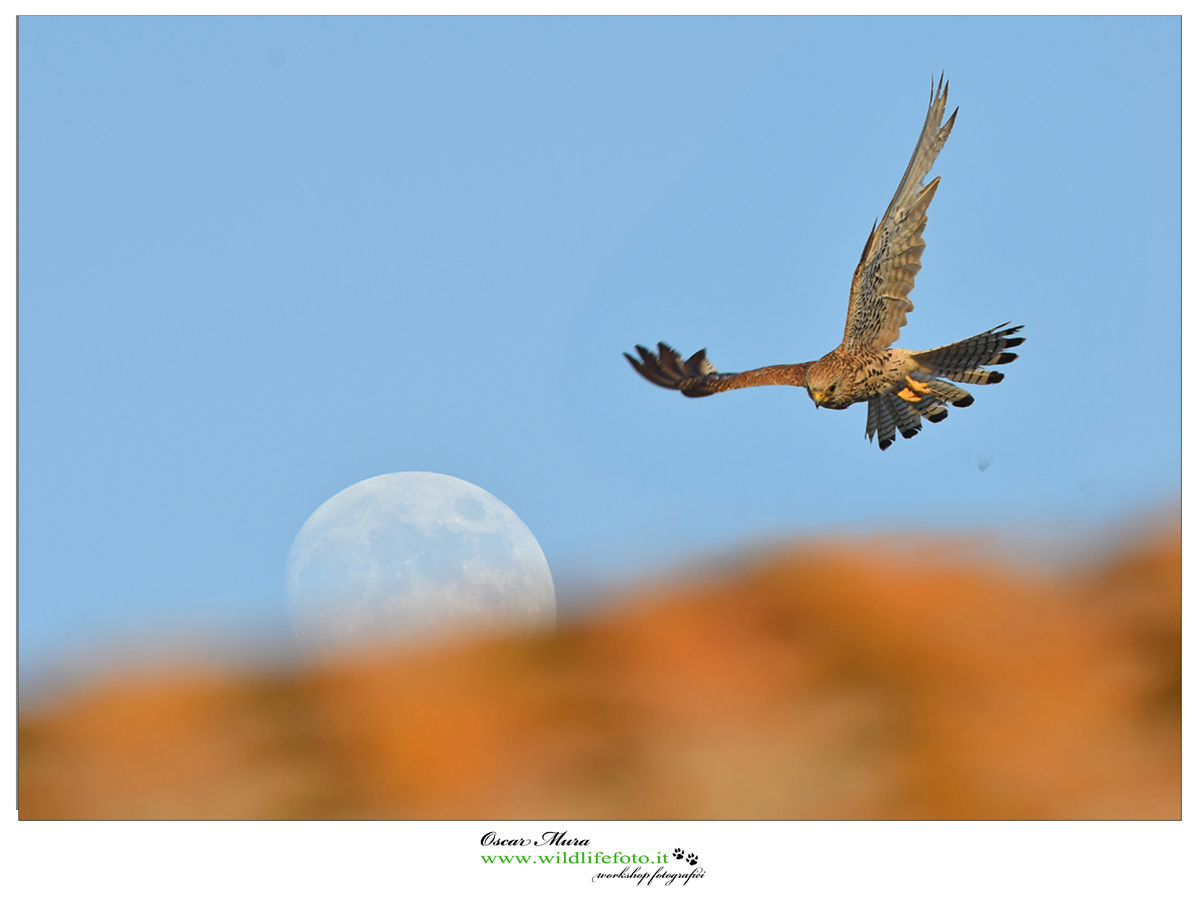 falco-grillaio www.wildlifefoto.it