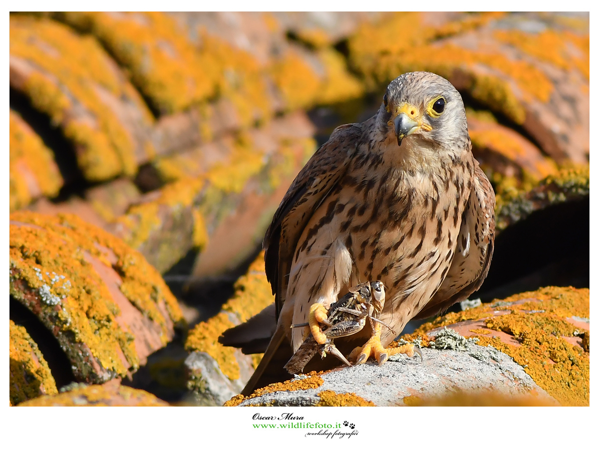 falco-grillaio www.wildlifefoto.it 