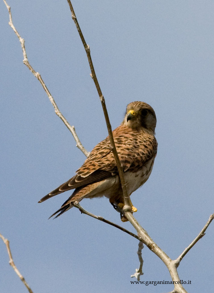 falco in attesa