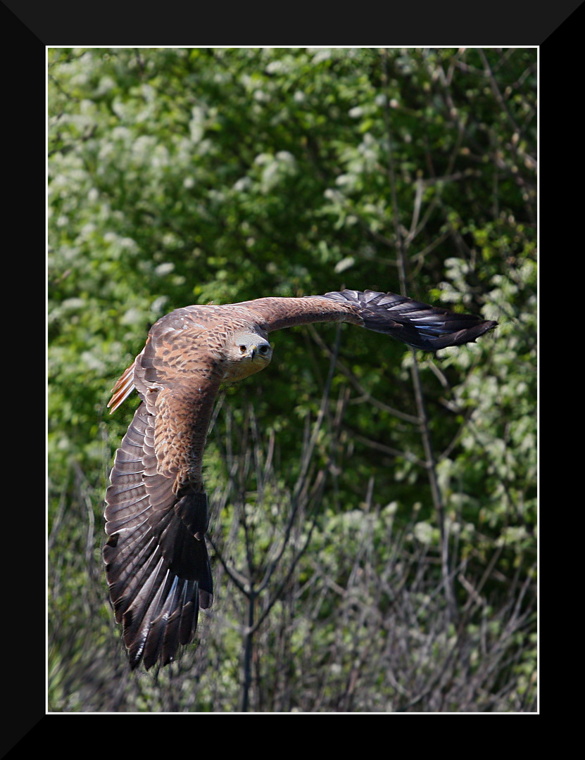 Falco in volo