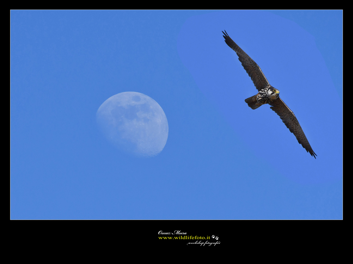 Falco Lodolaio www.wildlifefoto.it