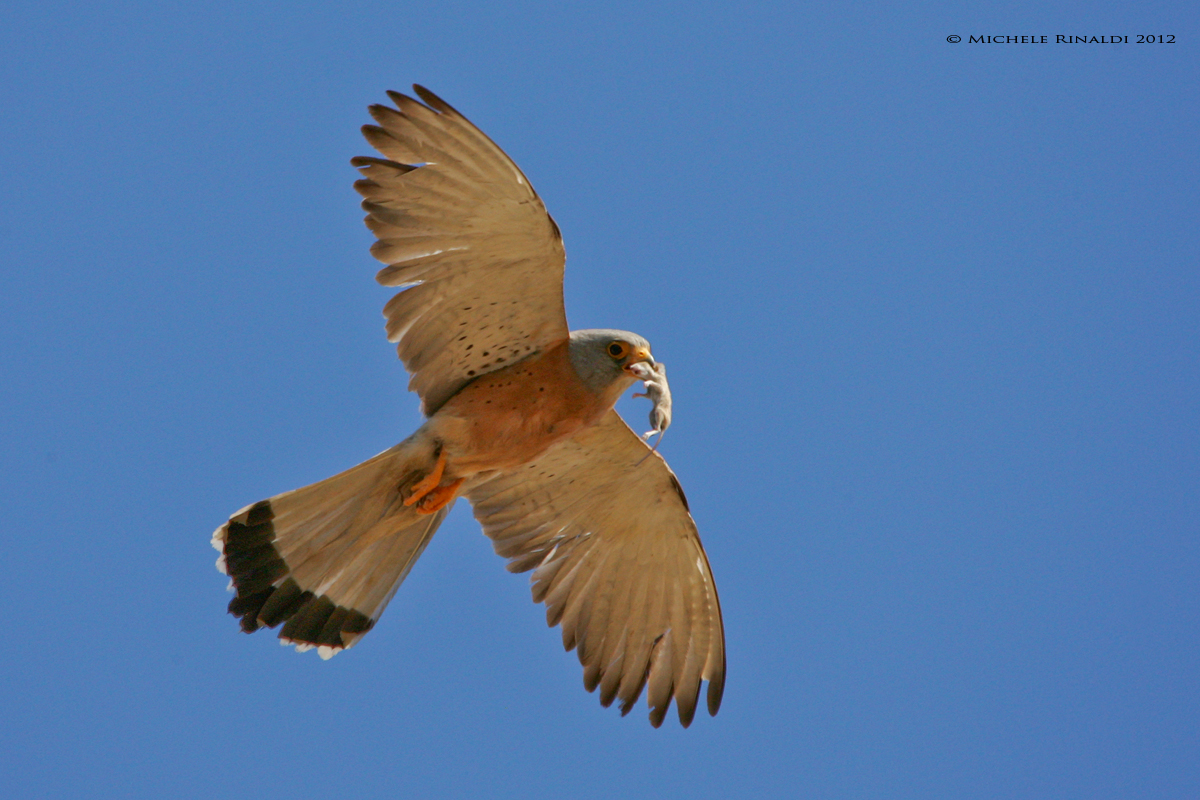 FALCO NAUMANNI CON PREDA