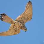 Falco naumanni femmina con preda