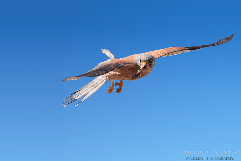 Falco naumanni maschio