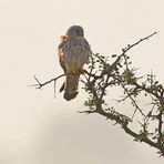 Falco naumanni,juveniles Männchen (Doku)