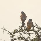 Falco naumanni,Lesser kestrel,Rötelfalke (Doku)