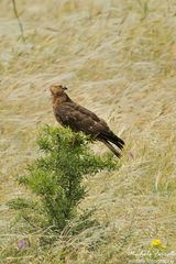 Falco pecchiaiolo femmina