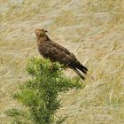 Falco pecchiaiolo femmina