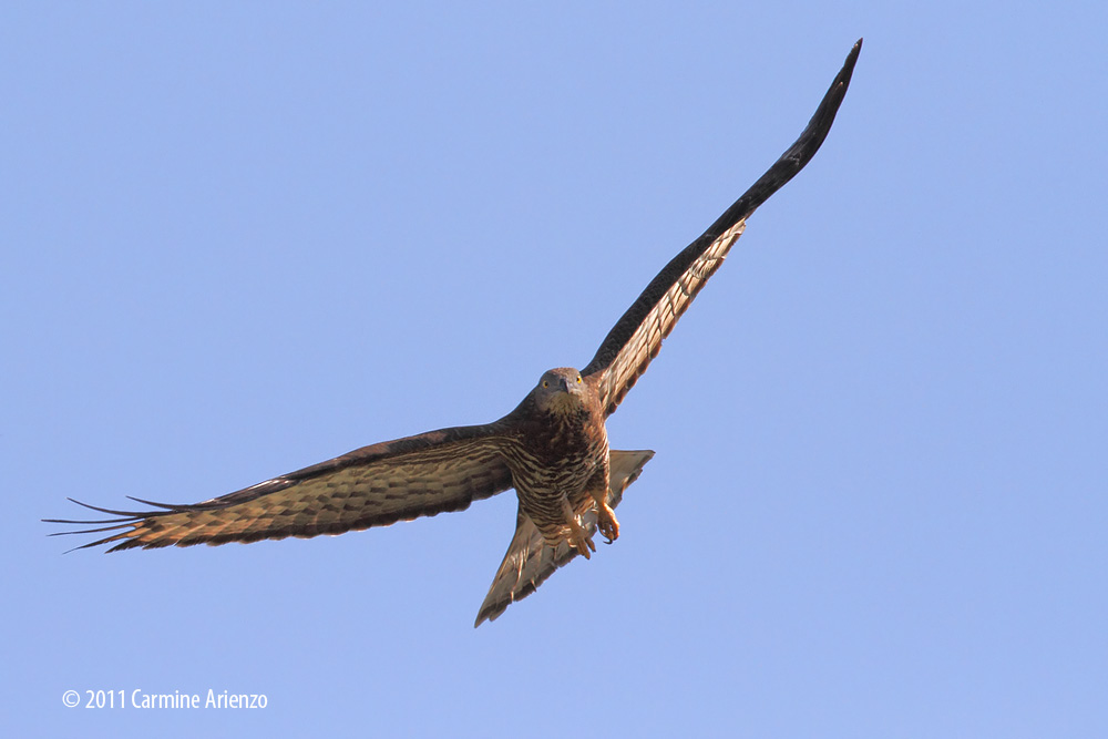 Falco Pecchiaiolo in volo