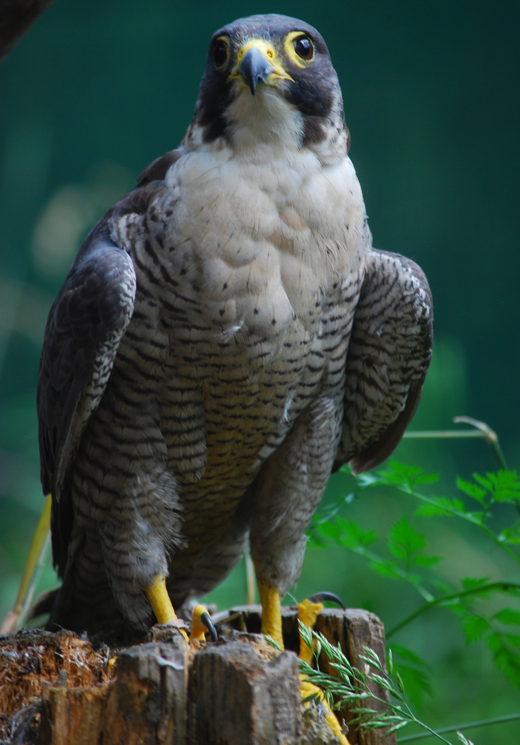 FALCO PELLEGRINO