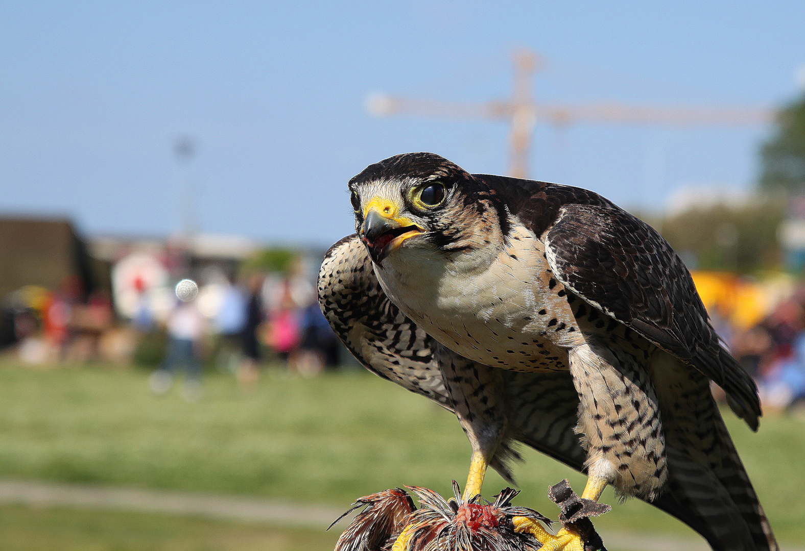 Falco pellegrino.