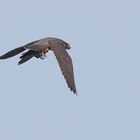 Falco pellegrino con preda 2