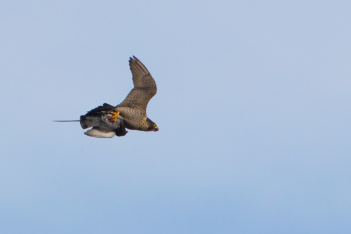 Falco pellegrino con preda