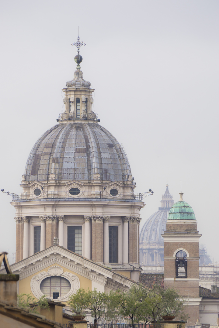 Falco pellegrino di Roma