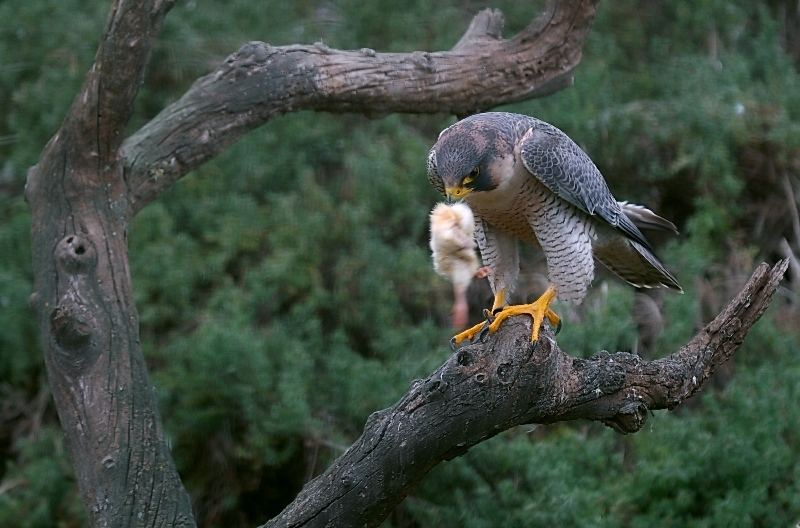 falco pellegrino