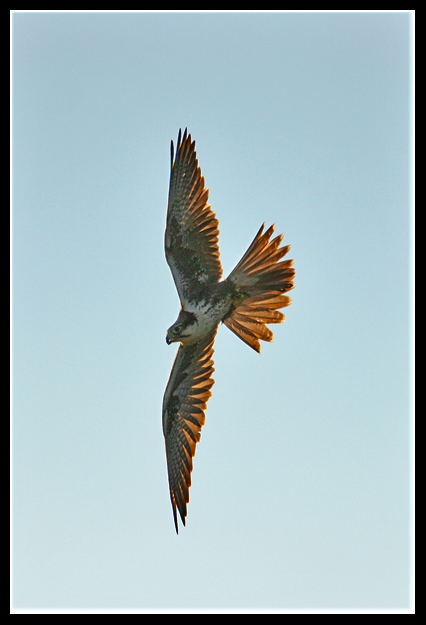 Falco Pellegrino ( Falco peregrinus)