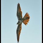 Falco Pellegrino ( Falco peregrinus)