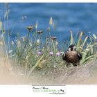 falco Pellegrino www.wildlifefoto.it