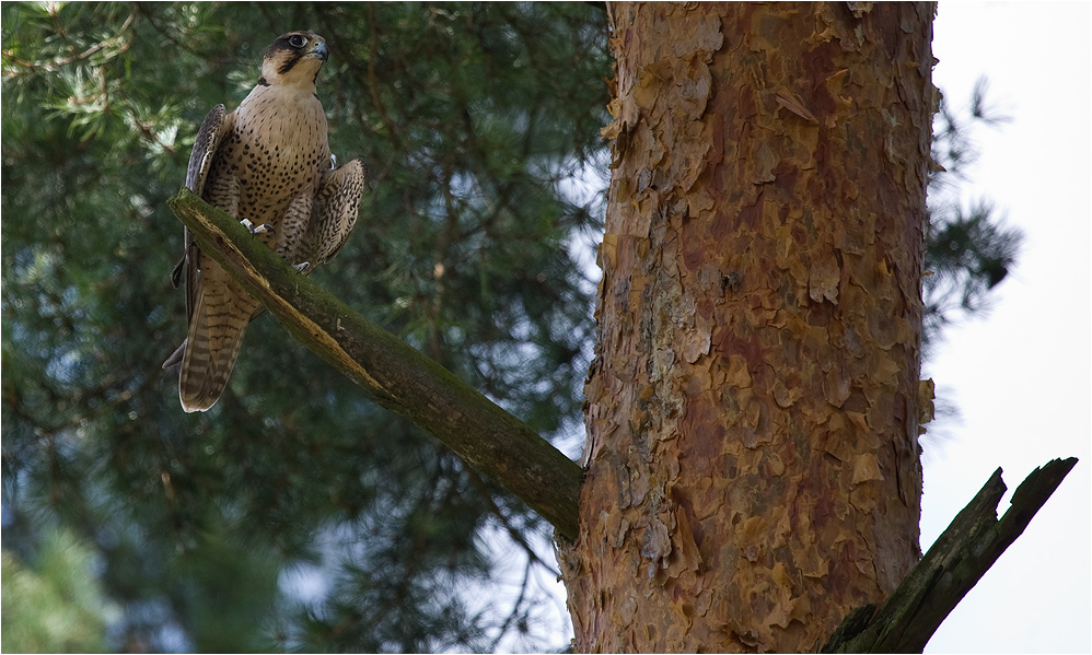 FALCO PEREGRINUS