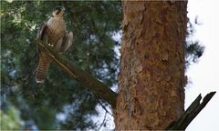 FALCO PEREGRINUS