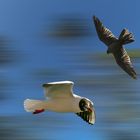 Falco peregrinus - Chroicocephalus ridibundus