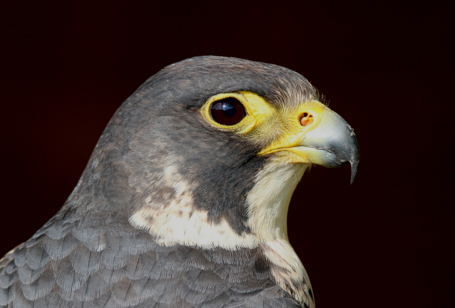 Falco peregrinus - Wanderfalke