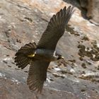 Falco perigrinus