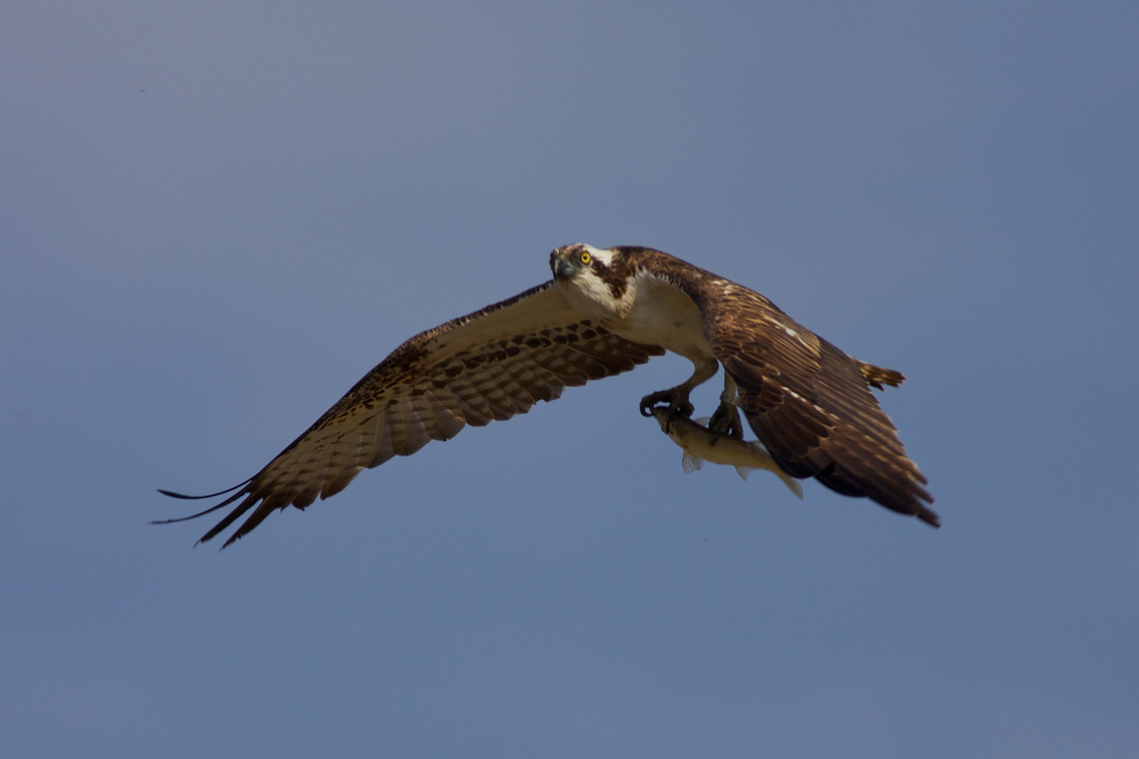 Falco Pescatore