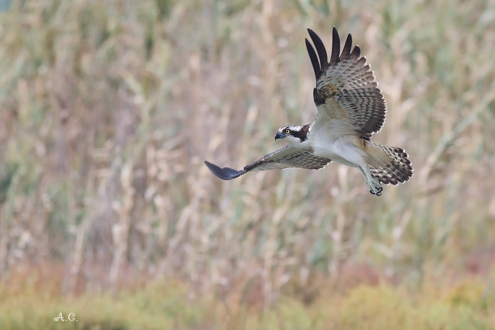 Falco Pescatore