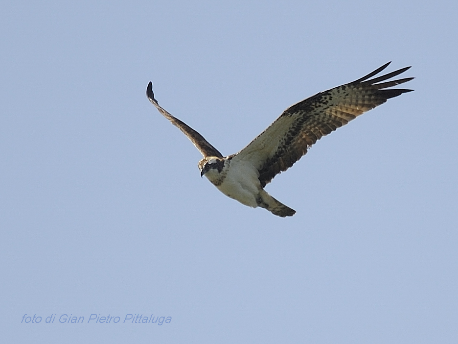 Falco pescatore