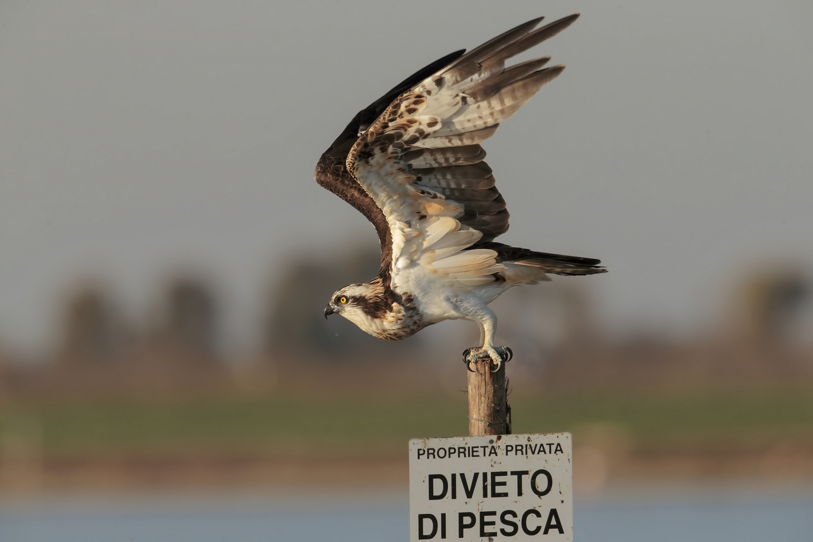 Falco Pescatore.