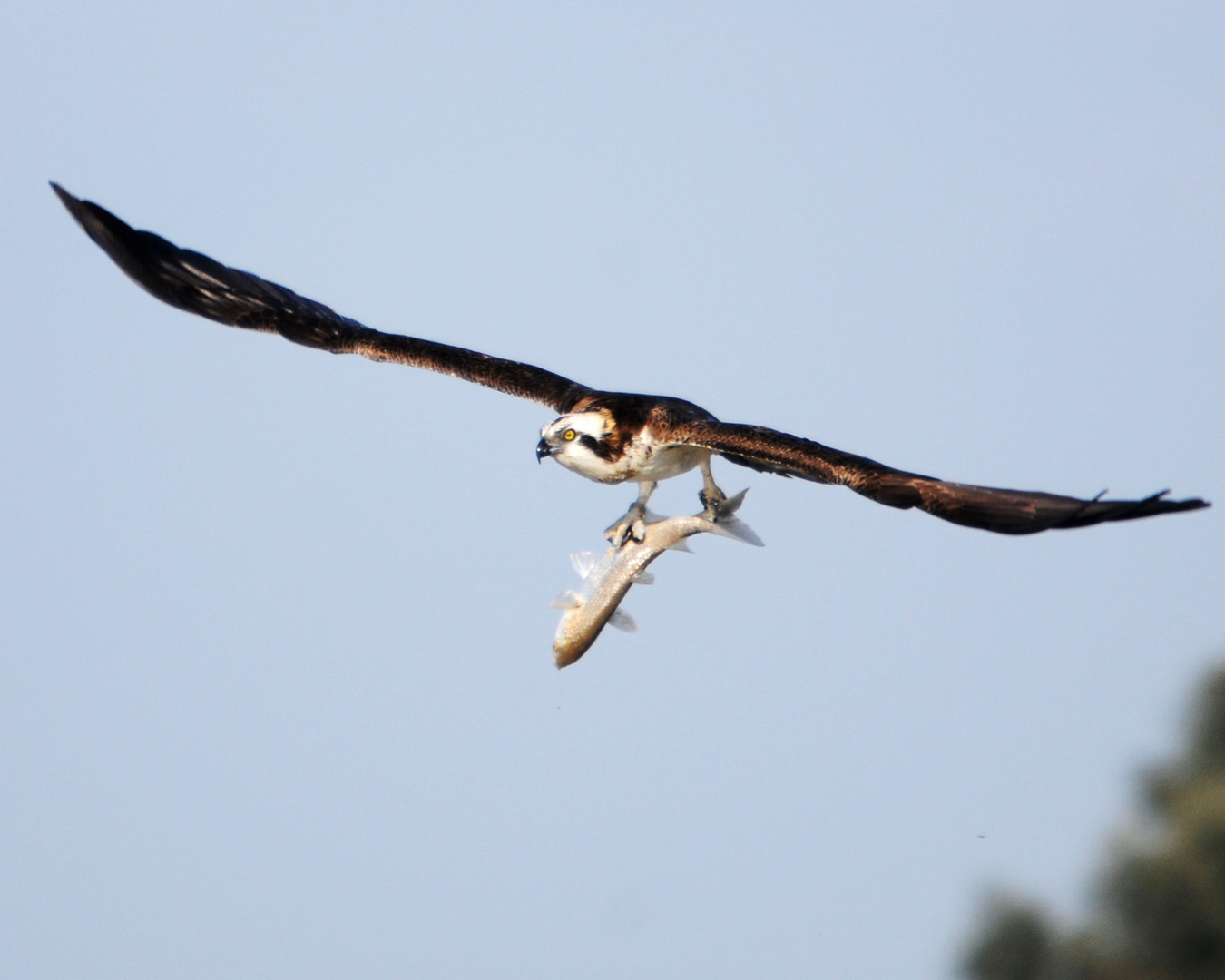 falco pescatore