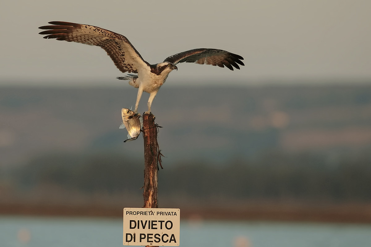 Falco pescatore