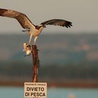 Falco pescatore