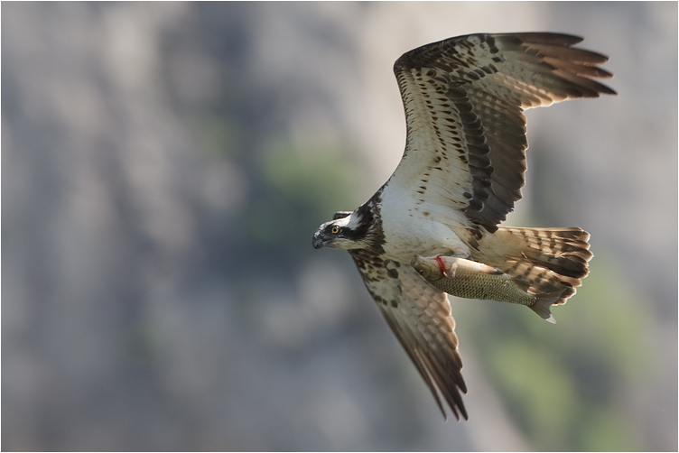 Falco pescatore