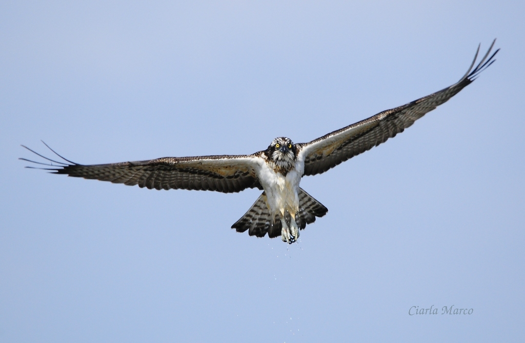 Falco Pescatore (bagnato)