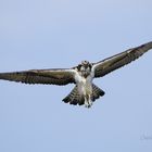 Falco Pescatore (bagnato)