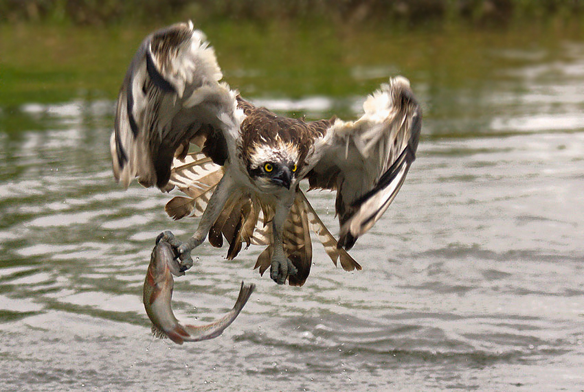 falco pescatore