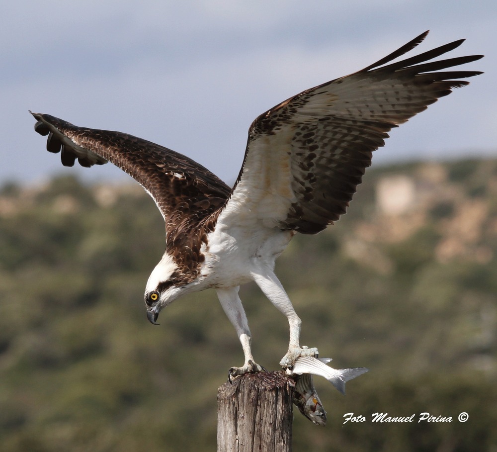 falco pescatore con preda 2