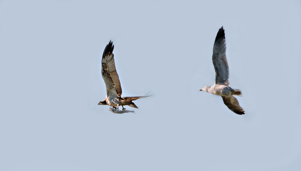 Falco pescatore e gabbiano