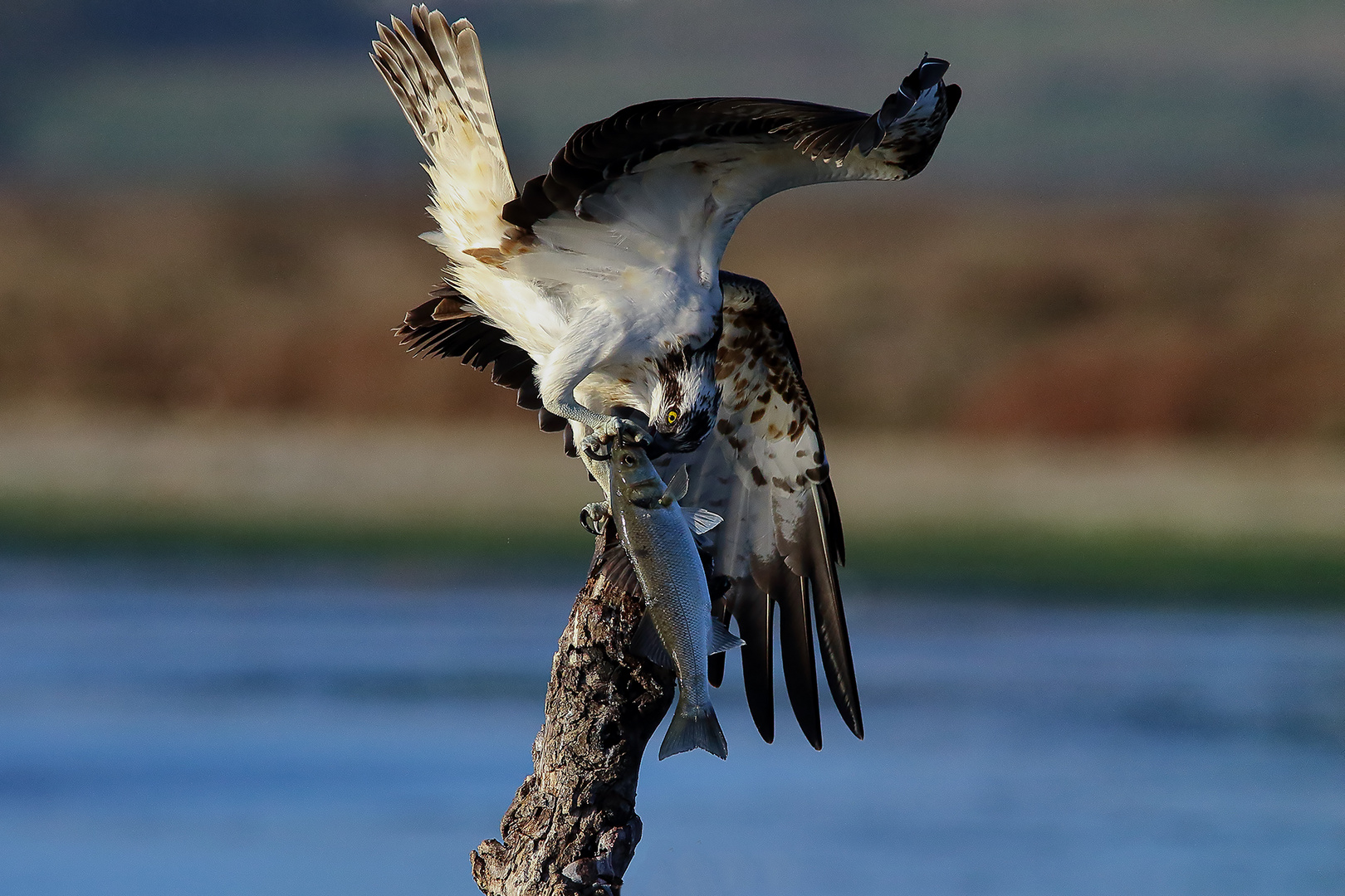 falco pescatore