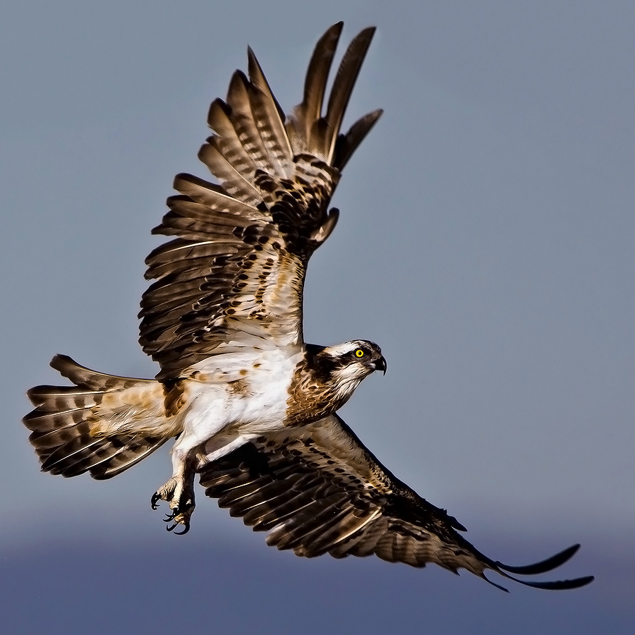 Falco Pescatore femmina