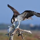 Falco pescatore fotografato insardegna www.wildlifefoto.it  oscarmura  